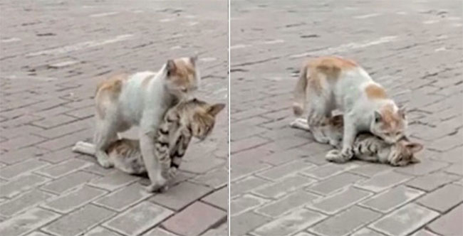 Cảm động khoảnh khắc mèo quyết tâm kéo xác của bạn đến nơi an toàn