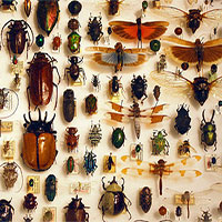 Hơn 1 triệu loài côn trùng trên Trái đất nhưng đây là lý do mà chúng “sợ” sống dưới biển
