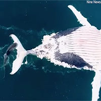 Cận cảnh cá mập xé xác cá voi khổng lồ ngay giữa khu lướt sóng