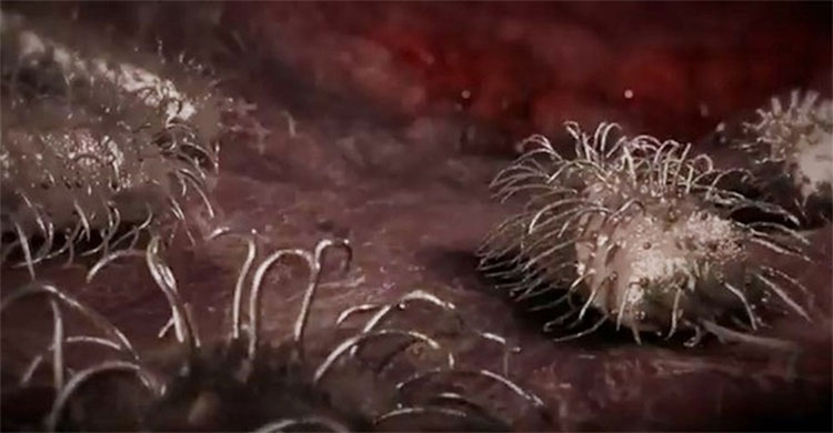 Vi khuẩn Vibrio vulnificus là gì?