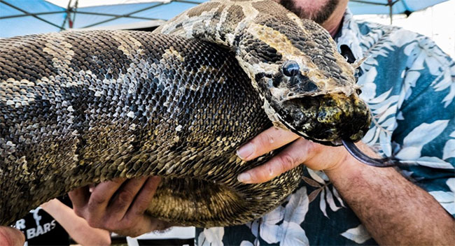 Man holding a giant python in his hand.