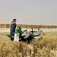 Trồng thành công lúa chịu mặn trên sa mạc ở Dubai