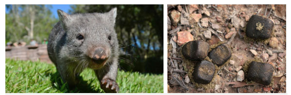 Bạn có biết: Phân của gấu túi Wombat có hình vuông và đây là lý do