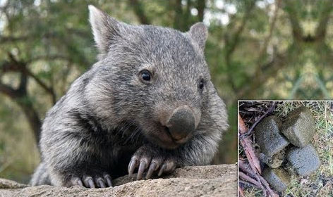 Bạn có biết: Phân của gấu túi Wombat có hình vuông và đây là lý do
