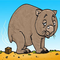 Bạn có biết: Phân của gấu túi Wombat có hình vuông và đây là lý do