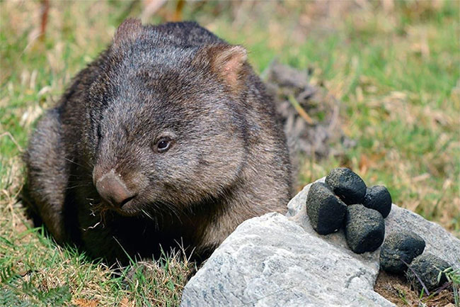 Bạn có biết: Phân của gấu túi Wombat có hình vuông và đây là lý do