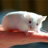 Sự thật khó tin: Một đôi chuột thí nghiệm có thể đắt ngang một chiếc xe hơi tiền tỉ