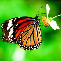 Mức CO2 gia tăng đe dọa loài bướm chúa