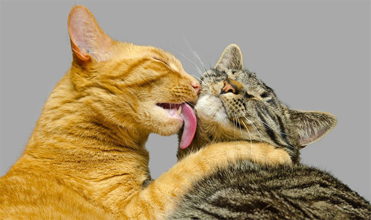 Tại sao mèo liếm bạn? Câu trả lời rất đơn giản nhưng không phải ai cũng biết!
