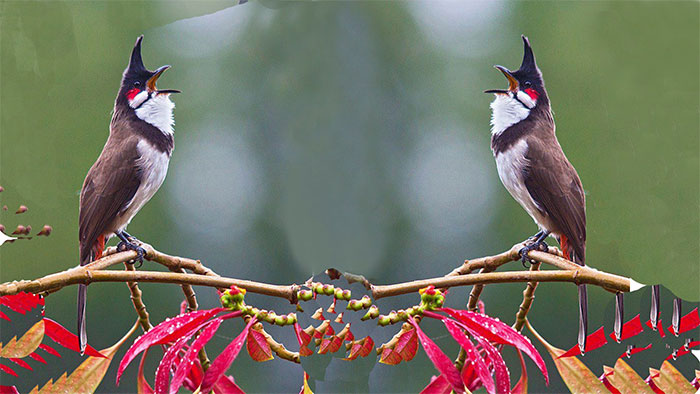 Hỏi dễ, khó trả lời: Tại sao chim hót?