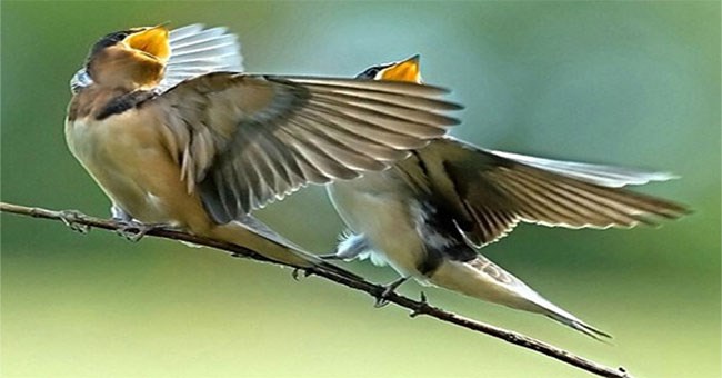 Hỏi dễ, khó trả lời: Tại sao chim hót?