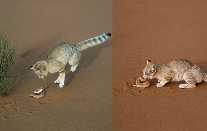 Những sự thật ít biết về sa mạc Sahara