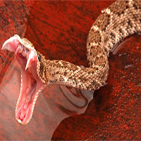 Ếch, rắn, thằn lằn... có nọc độc cực nguy hiểm nhưng vì sao chúng không tự làm hại mình?