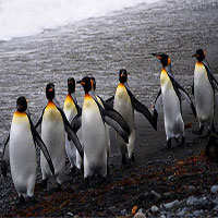 Vương quốc chim cánh cụt lớn nhất thế giới sụp đổ một cách bí ẩn