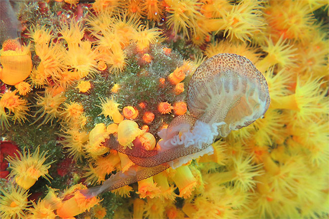 San hô bắt sứa hoa cà