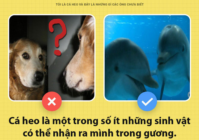 Sự thật bất ngờ về cá heo mà ít người biết