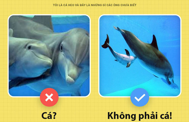 Sự thật bất ngờ về cá heo mà ít người biết