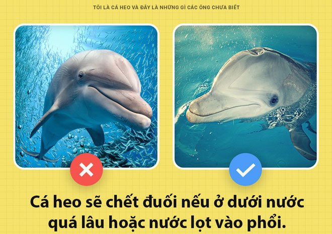 Sự thật bất ngờ về cá heo mà ít người biết