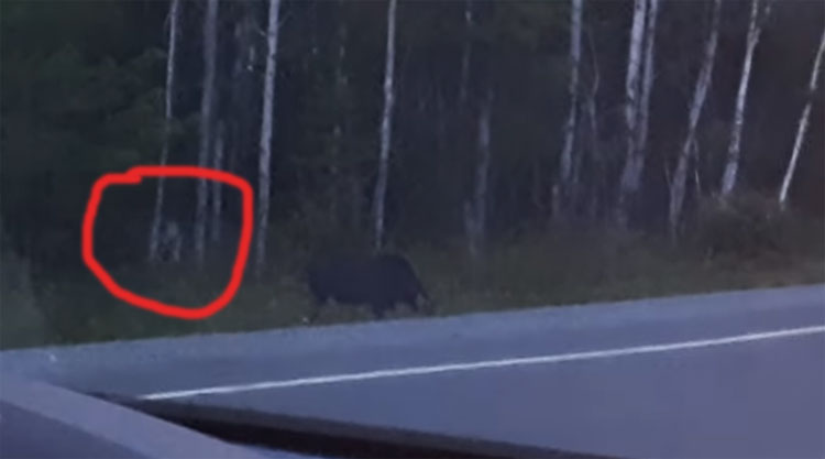 Quái vật không mặt săn thú rừng.