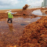 Hàng chục nghìn tấn tảo đuôi ngựa "nuốt chửng" các bãi biển của Mexico