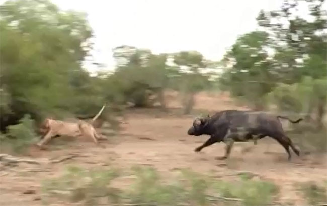 Trâu đuổi sư tử