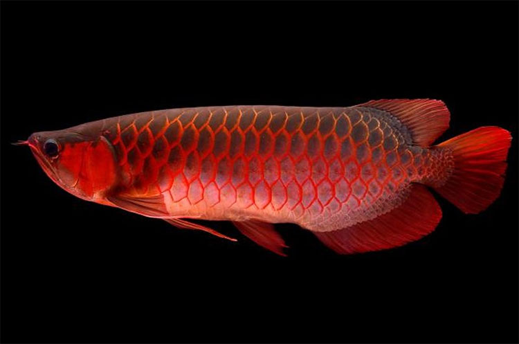 Cá rồng huyết long đắt ngang 