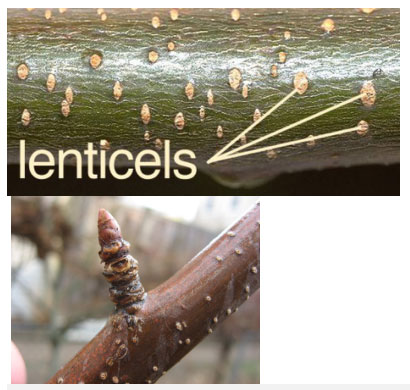 Cây đào là 1 trong những loại cây khiến bạn dễ nhận ra các lỗ vỏ (lenticel) nhất.