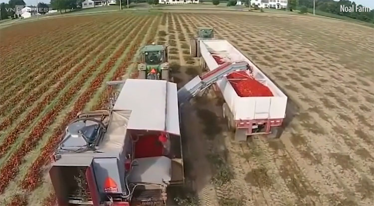 Máy phân loại cà chua Tomatotek