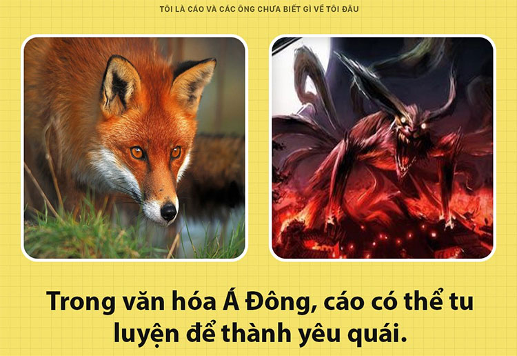 Fun fact thú vị về loài cáo