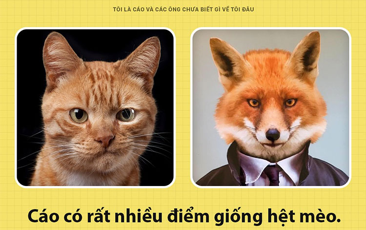 Fun fact thú vị về loài cáo