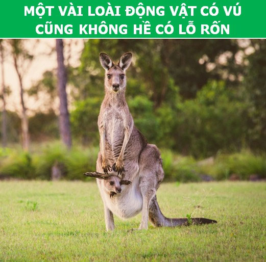 Bất ngờ trước những sự thật khoa học về… chiếc rốn