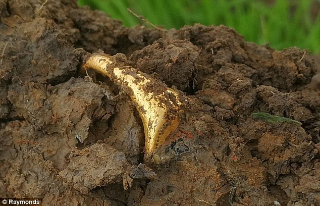 Anh: Vô tình tìm được nhẫn vàng cổ cực hiếm trên cánh đồng