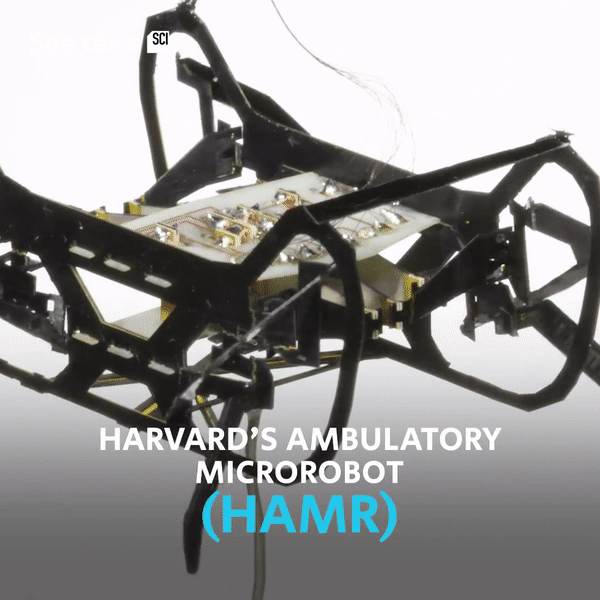 Robot nặng 1,5 gam “chấp” mọi kiểu địa hình nhờ bắt chước loài gián
