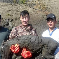 Phát hiện ngựa hóa thạch 3 tháng tuổi ở "cổng địa ngục" Siberia
