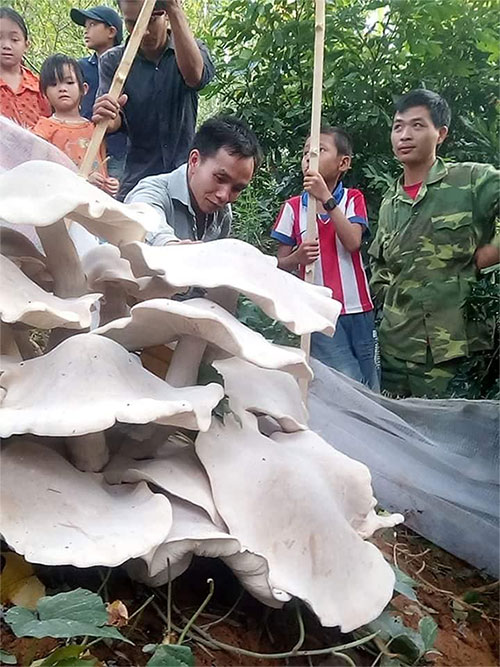 Sơn La: Đổ xô đi xem nấm trắng khổng lồ, độc, lạ to như quạt nan