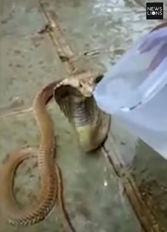 Ấn Độ: Rắn hổ mang tuyệt vọng vì khát, tìm dân làng xin nước uống