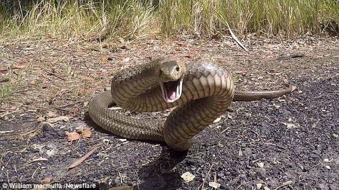 Australia: Tất cả các loài mang nọc độc kinh khủng nhất thế giới đều tập trung tại đây!