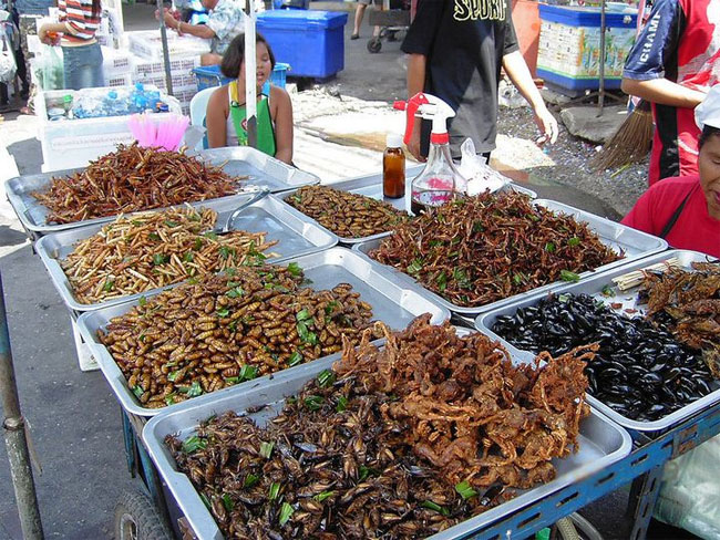 Ăn dế và côn trùng rất tốt cho đường ruột