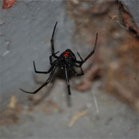 Loài nhện kịch độc "Góa phụ đen" đang di cư dần sang Bắc Mỹ ​