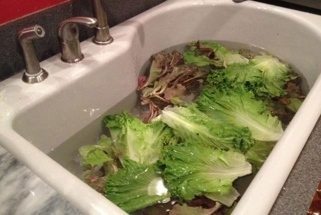 Cách làm sò nhả hết cát, rau héo được “hồi sinh” cực nhanh của người Nhật