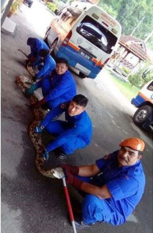 Malaysia: Trăn khổng lồ nặng 1 tạ, 10 người bắt không nổi