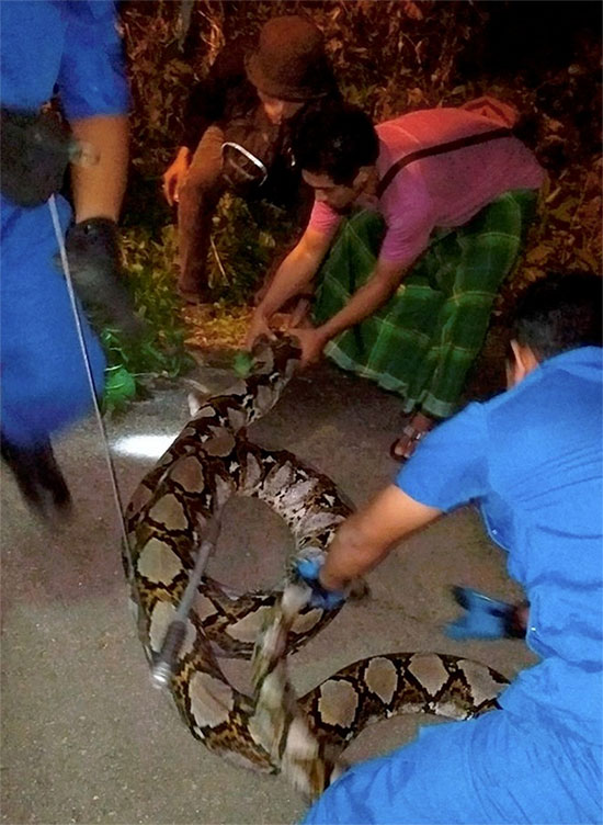 Malaysia: Trăn khổng lồ nặng 1 tạ, 10 người bắt không nổi