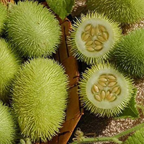 3 loại quả tưởng vậy mà không phải vậy, chứng minh đôi lúc đừng có tin vào mắt mình