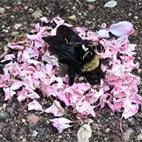 Đàn kiến mang cánh hoa phủ quanh xác ong nghệ