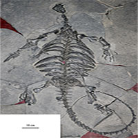 Các nhà khảo cổ phát hiện bộ xương tổ tiên của loài rùa