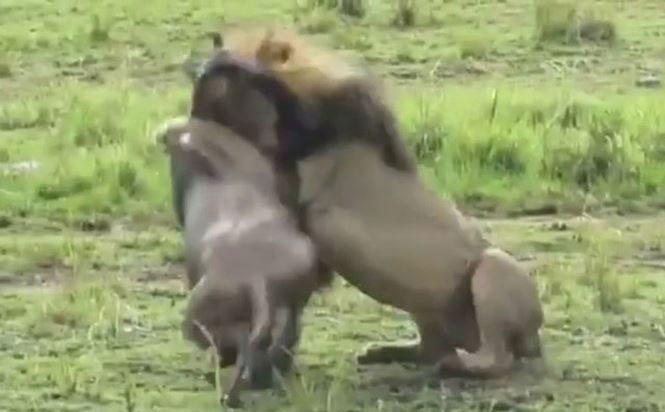 Linh dương đầu bò cả gan tấn công sư tử