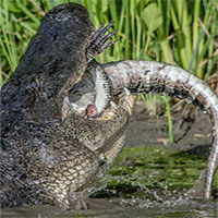 Cá sấu mõm ngắn giết chết đồng loại để ăn thịt