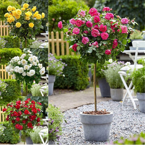 Chuyên gia hướng dẫn cách “hô biến” đậu tương thành siêu phân bón hữu cơ