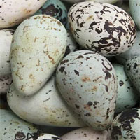 Lý giải được tại sao trứng một số loài chim biển lại có hình dạng quả lê