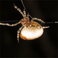 Loài nhện “quăng tơ” bắt mồi y hệt như cao bồi miền viễn tây